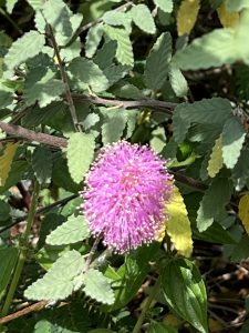 Close-up of a sunshine mimosa flower