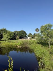 A stormwater pond with shoreline vegetation at the Ripple project