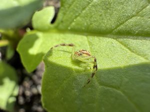 a tan and black spider is shown on the leaf of a vegetable plant