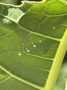 white lacewing eggs are shown on slender stalks on the underside of a papaya leaf