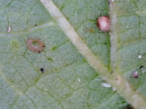 swollen tan-colored dead aphids are shown on the underside of an okra leaf