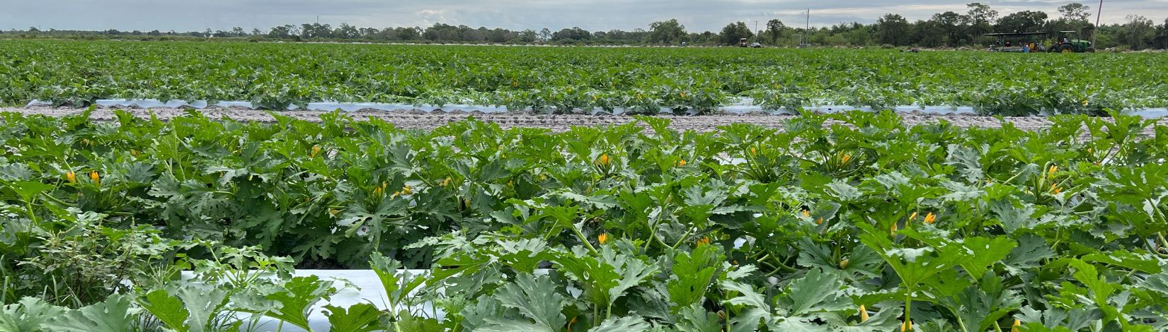 A field of squash, with leaves and blossoms.
