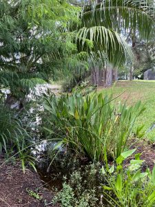A swale at the border of the property is planted with native aquatic vegetation.