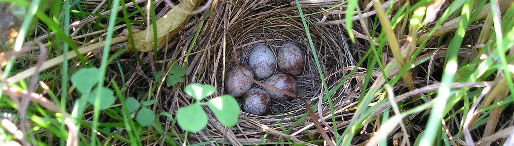 bird nest