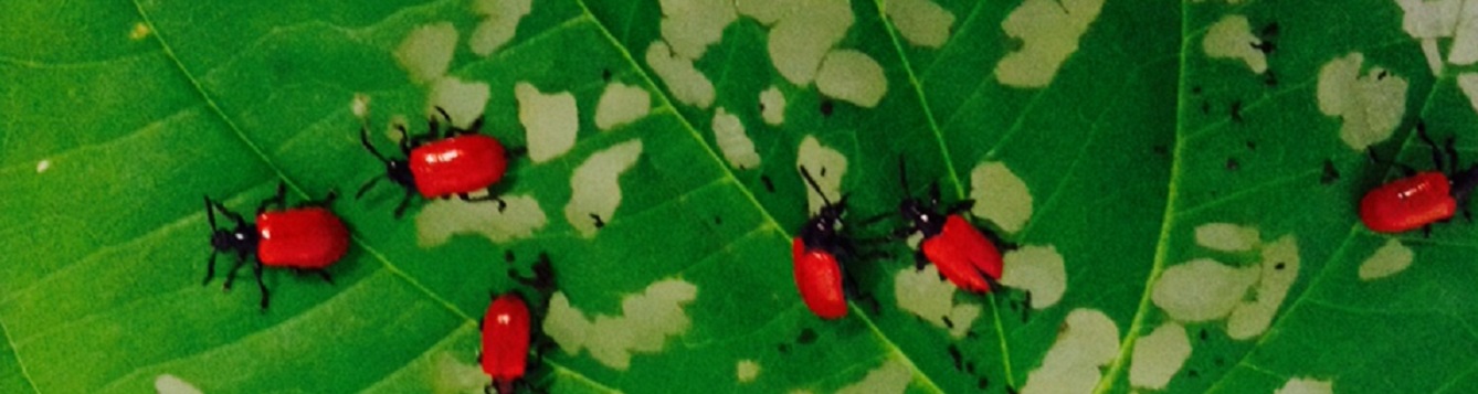 air potato leaf beetles