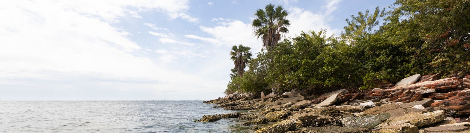 Algae and oysters growing on shoreline in Tampa Bay.