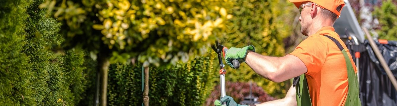 green industry professional pruning shrubs; shows the work of green industry professionals