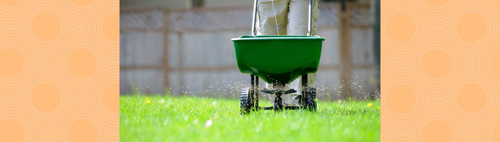 person operating a fertilizer spreader on a lawn