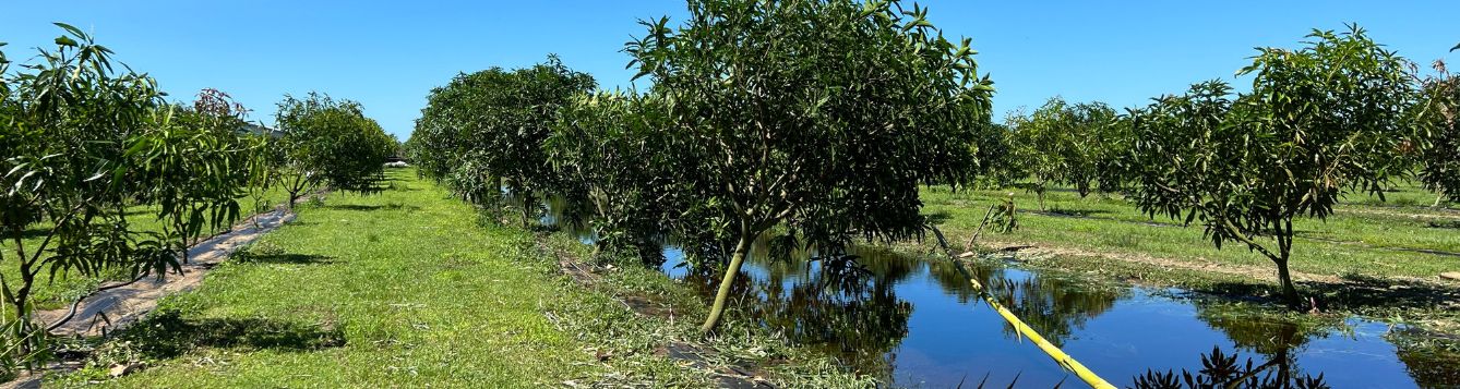 Mango orchard, with flooded swales and leaning trees after Hurricane Ian