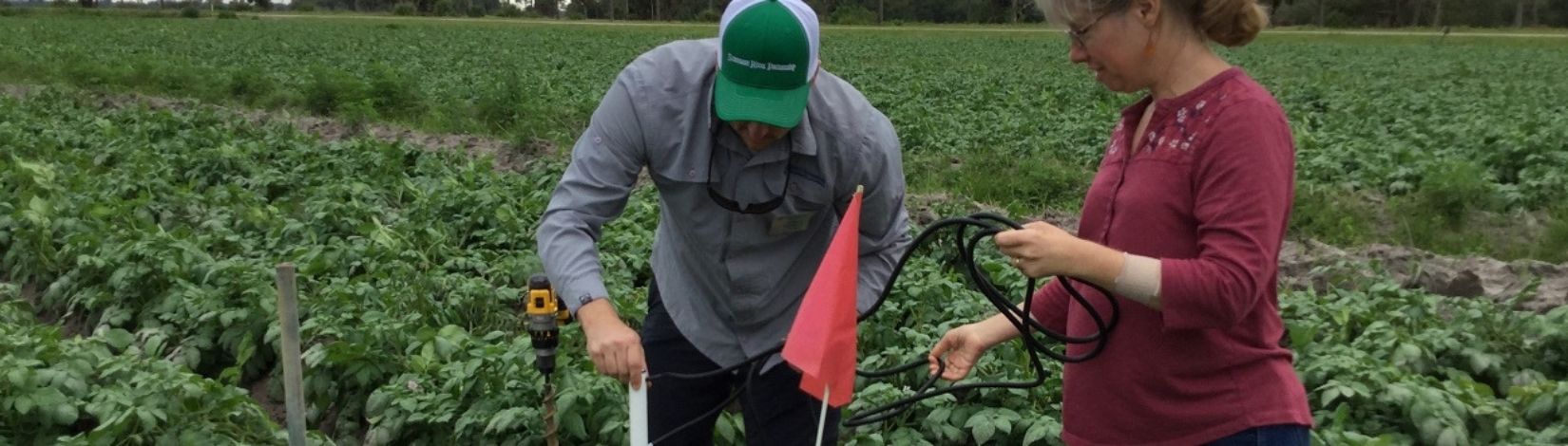 Extension faculty in the field installing a soil moisture sensor in a vegetable crop