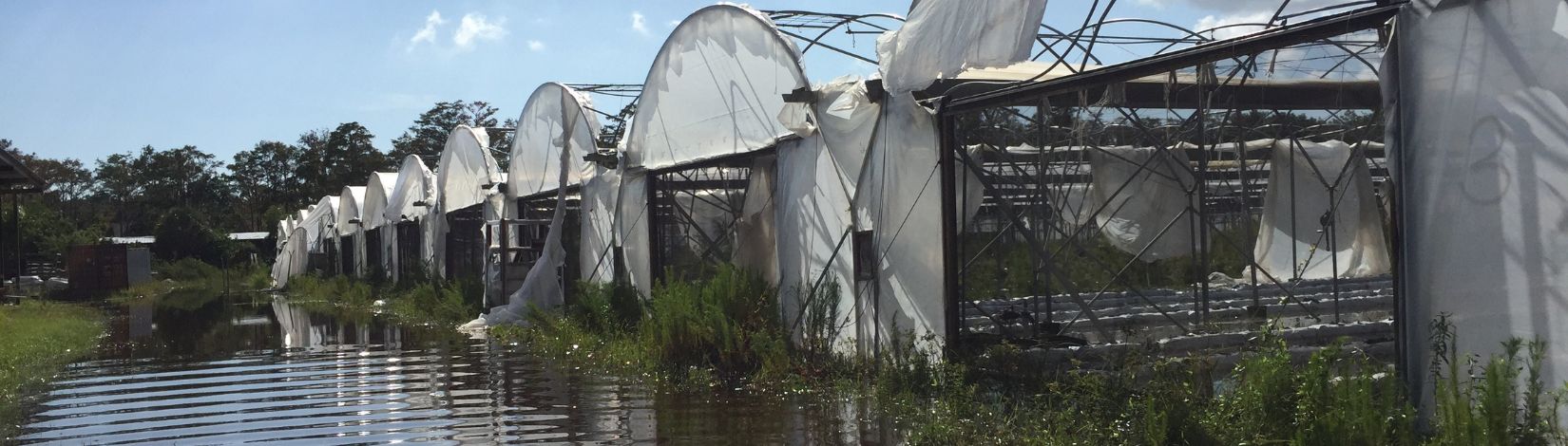 Greenhouse damage observed after a storm. Flood waters within and around structures. Plastic coverings torn by wind.