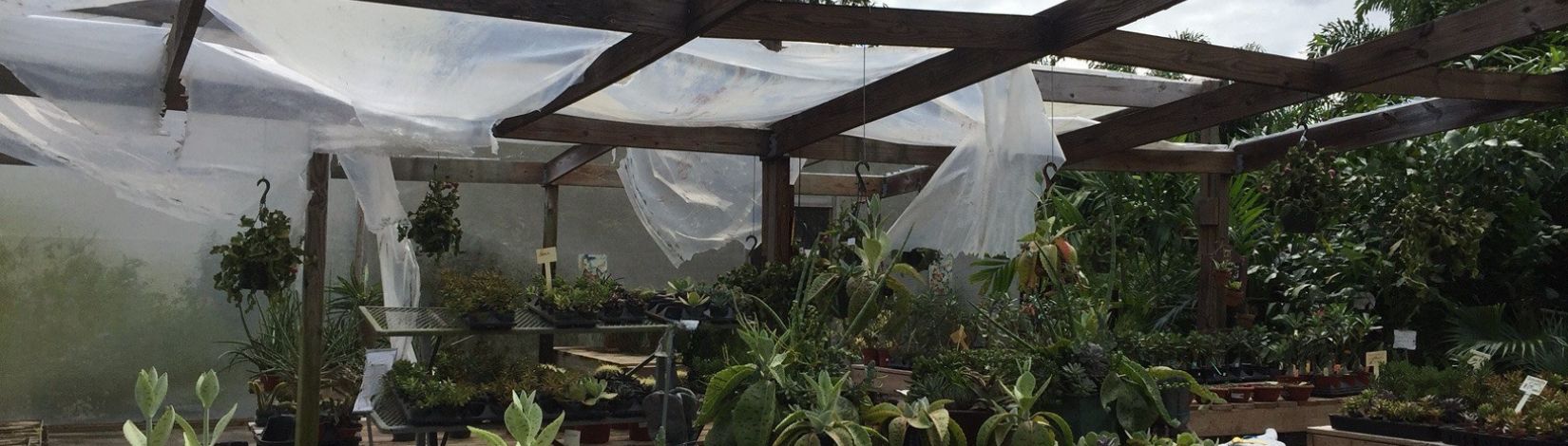 Plastic greenhouse covering is torn and sensitive nursery plants are now exposed to sun and rain.