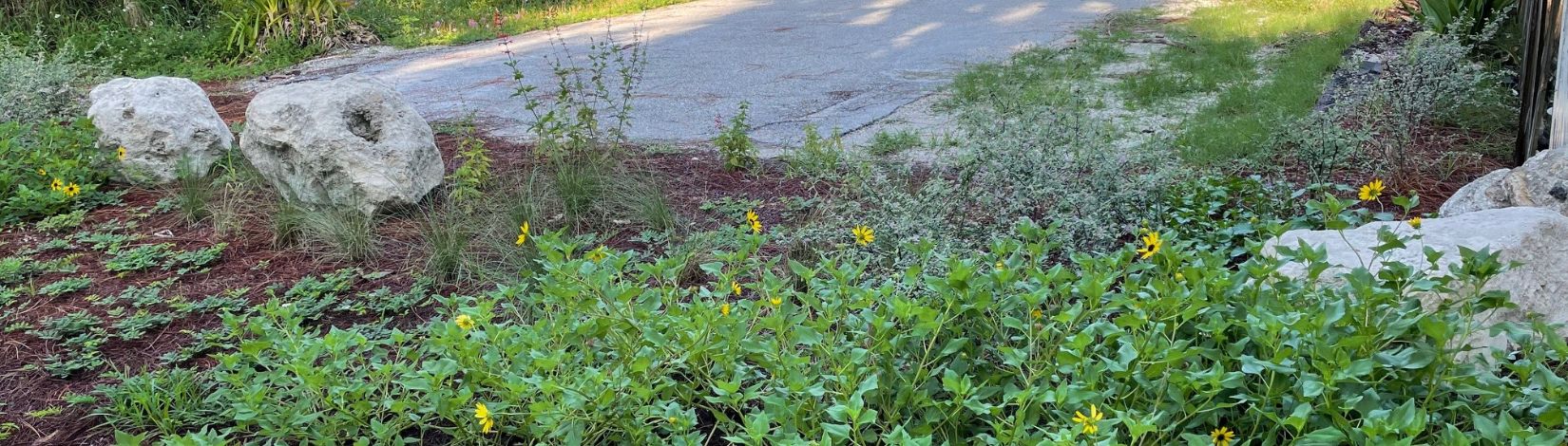 flowers and leaves of beach dune sunflower bordering a neighborhood road