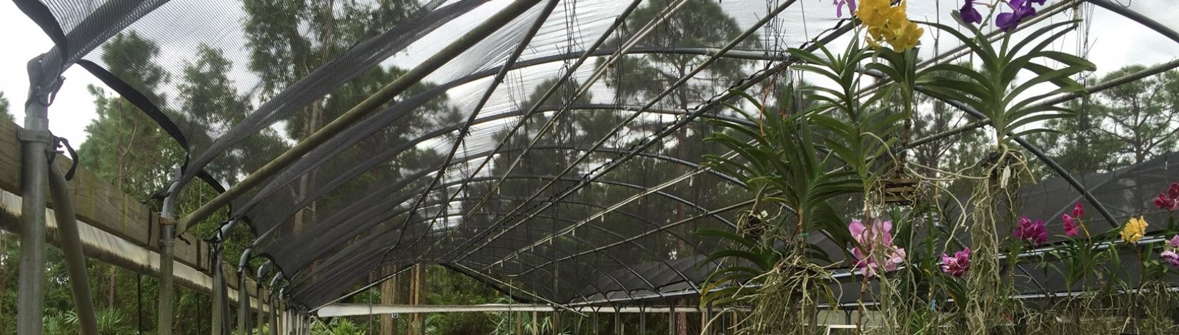 A few remaining orchids hang from a shadehouse.