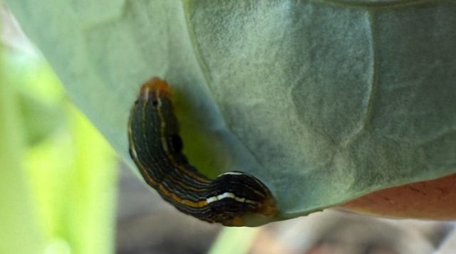 a brassica leaf is being turned over to reveal an armyworm mid instar, which is a dark colored caterpillar