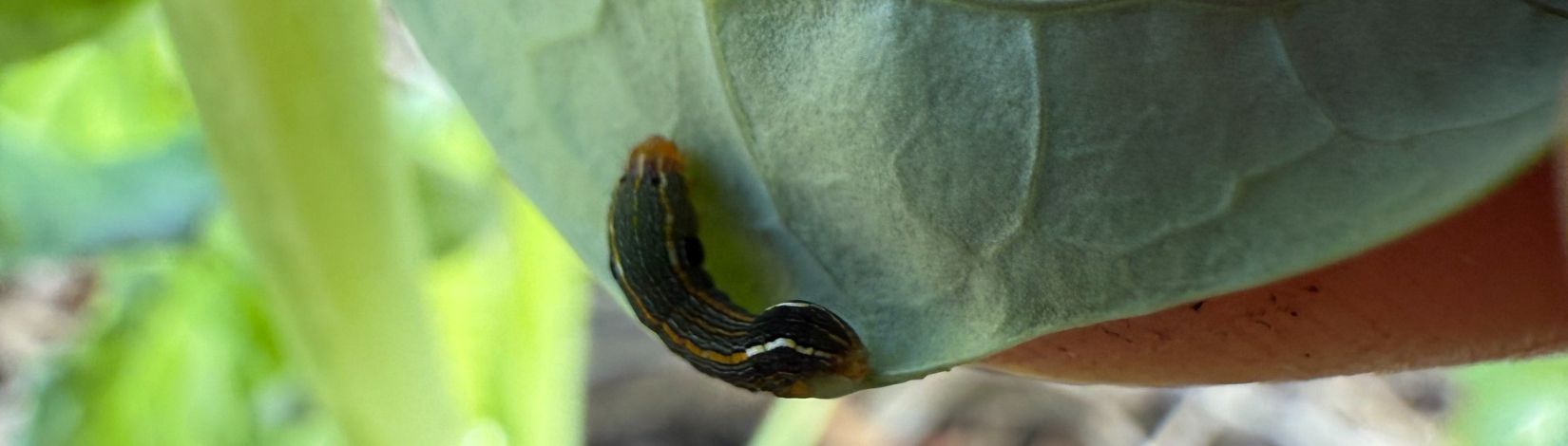 a brassica leaf is being turned over to reveal an armyworm mid instar, which is a dark colored caterpillar