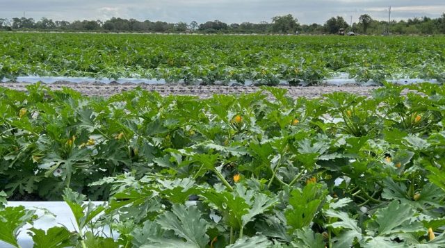A field of squash, with leaves and blossoms.