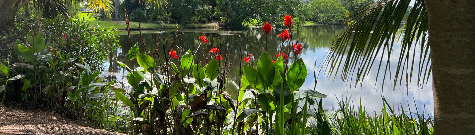 a residential lake shoreline planted with low maintenance flowers and shrubs
