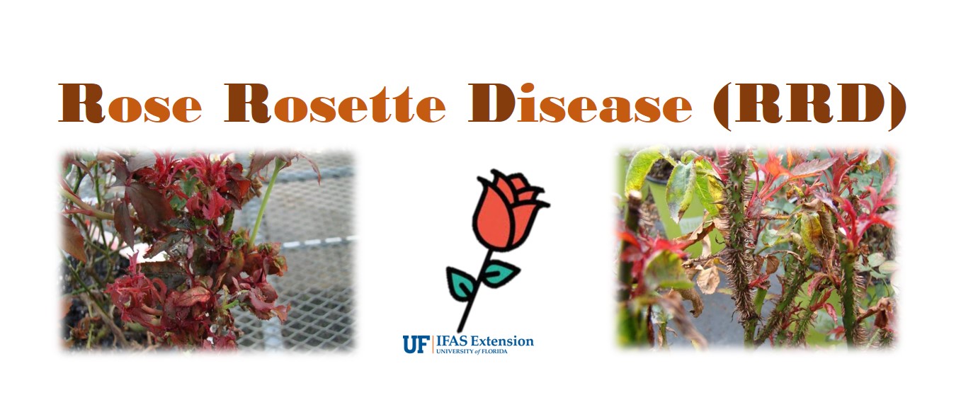 rose-rosette-disease-what-is-it-uf-ifas-extension-miami-dade-county