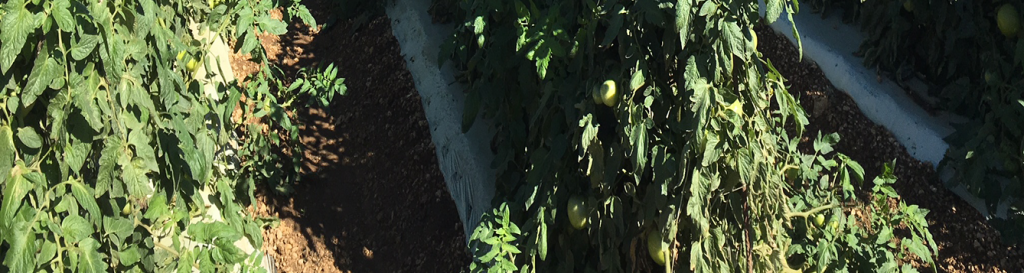 Late Blight Disease on Tomato Plants