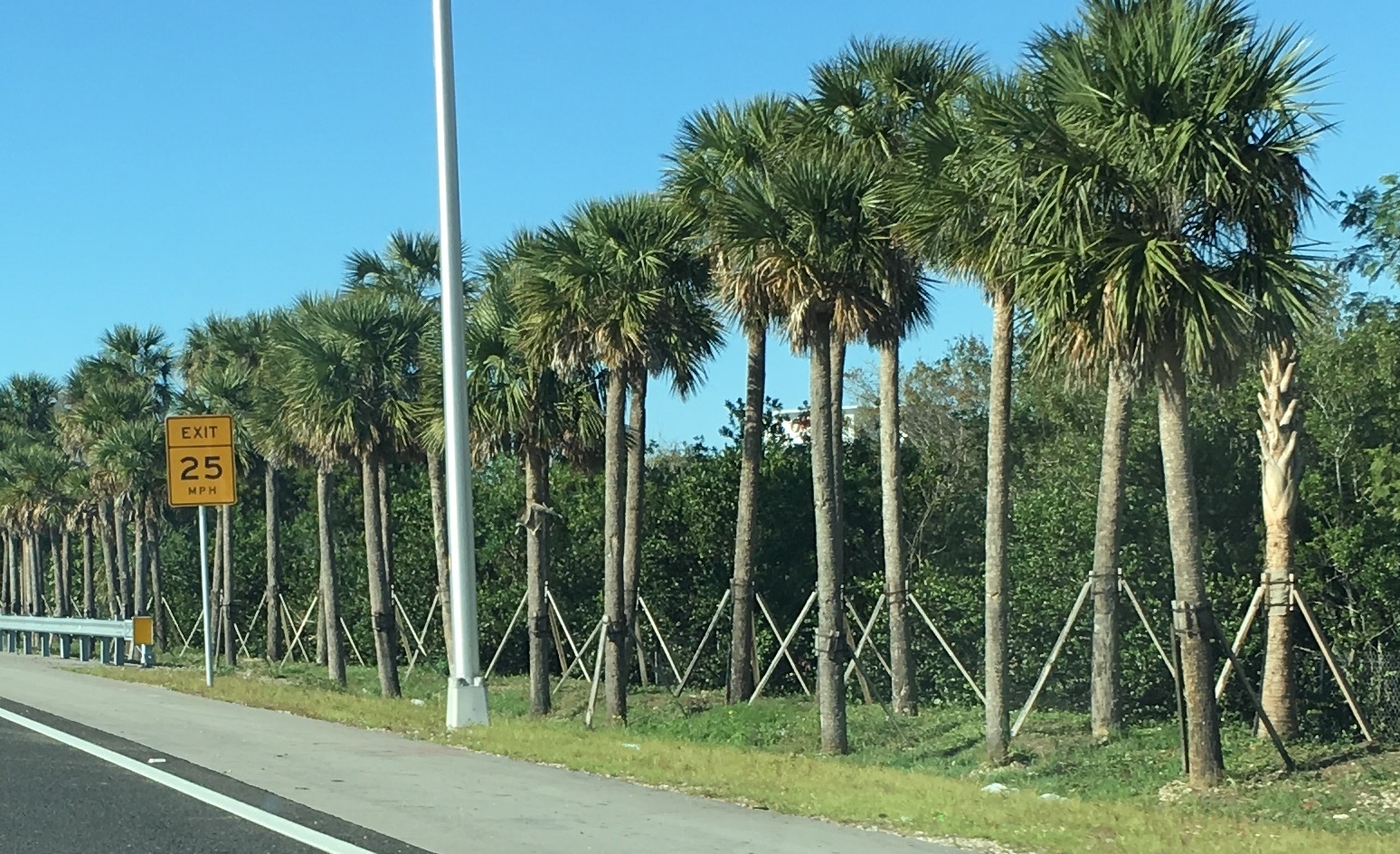 Transplanting Palms in the Landscape UF/IFAS Extension MiamiDade County