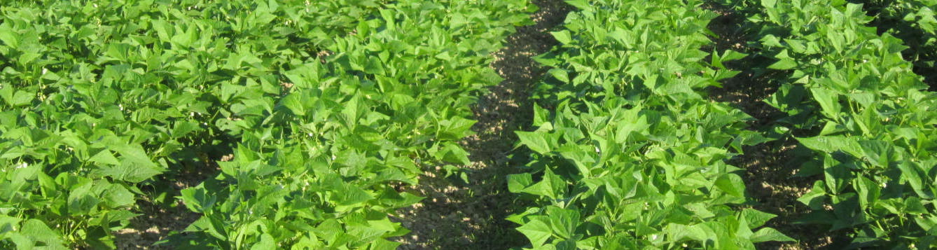 Bean Red Node Disease Threatening Vegetable Industry in Miami-Dade - UF ...