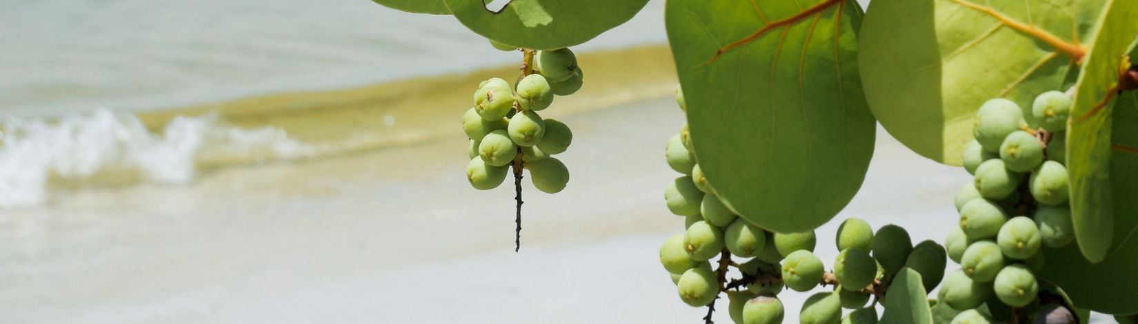 Sea grapes and a small wave crashing on a beach at San Carlos Bay near Ft. Myers, Florida.