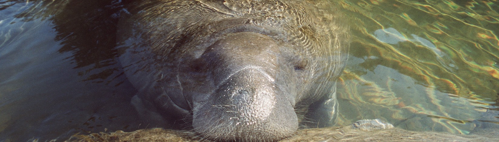 Manatee in the water.