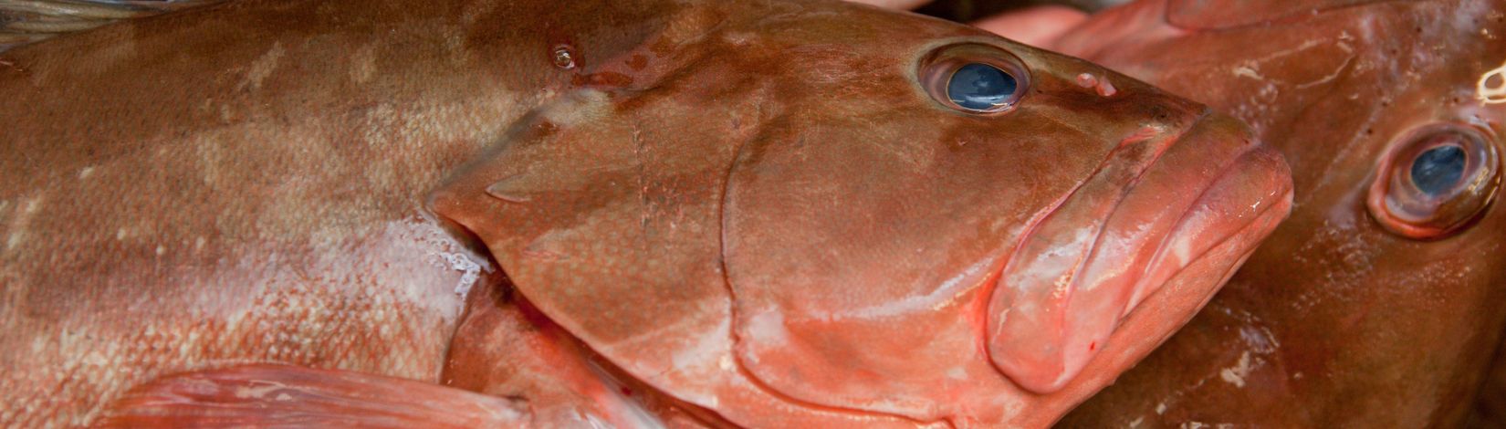 Fresh grouper fish.