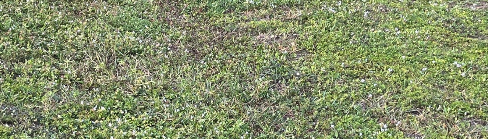 Richardia grandiflora: The Pink-Flowered Weed You’ve Probably Seen but Never Met by Name