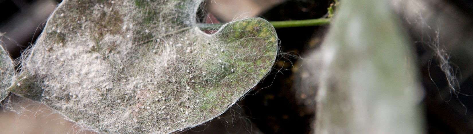 White Fly infected plant specimens.