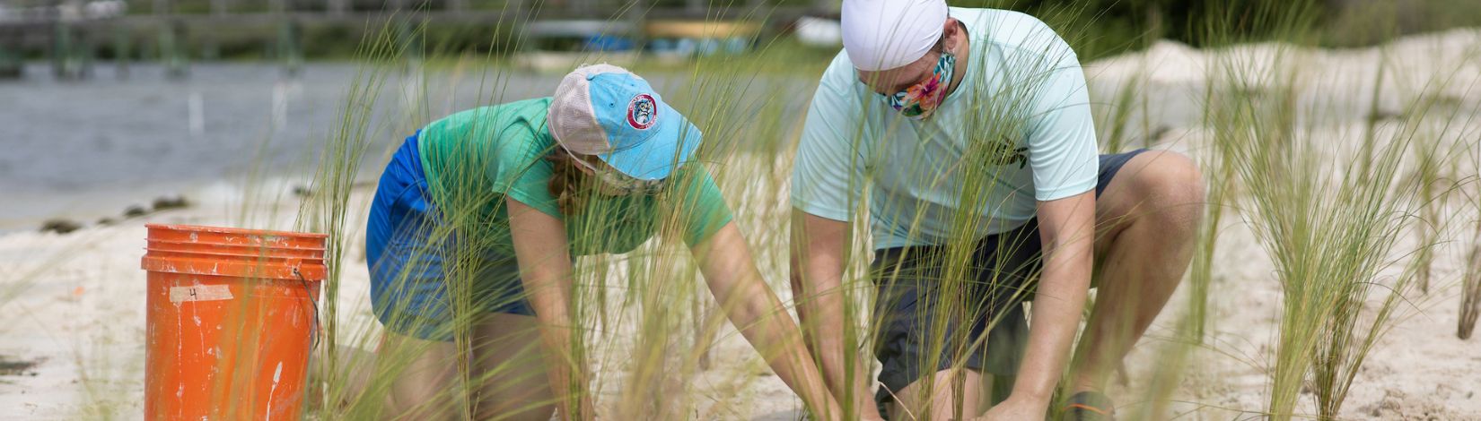 Volunteers planting saltmeadow cord grass as part of a living shoreline restoration project.