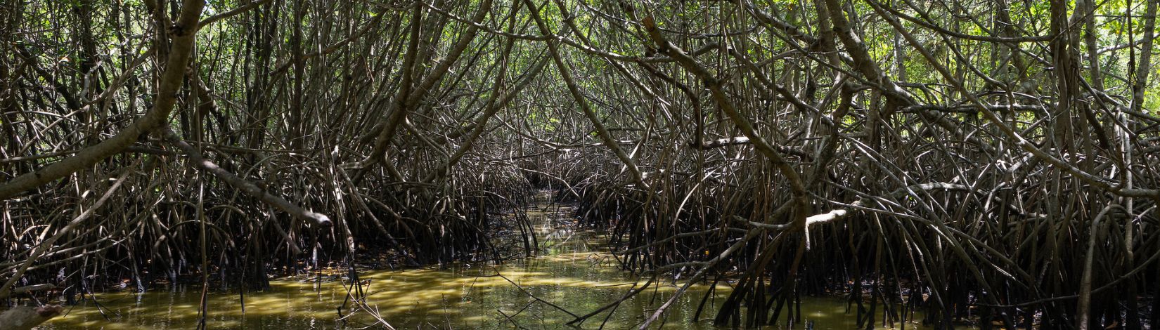 Mangrove tunnels at Weedon Island Preserve in Pinellas County, Florida.