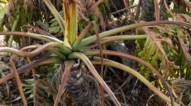 Good Strategies for Cold Damage in the Landscape: Recovery, Not Panic.