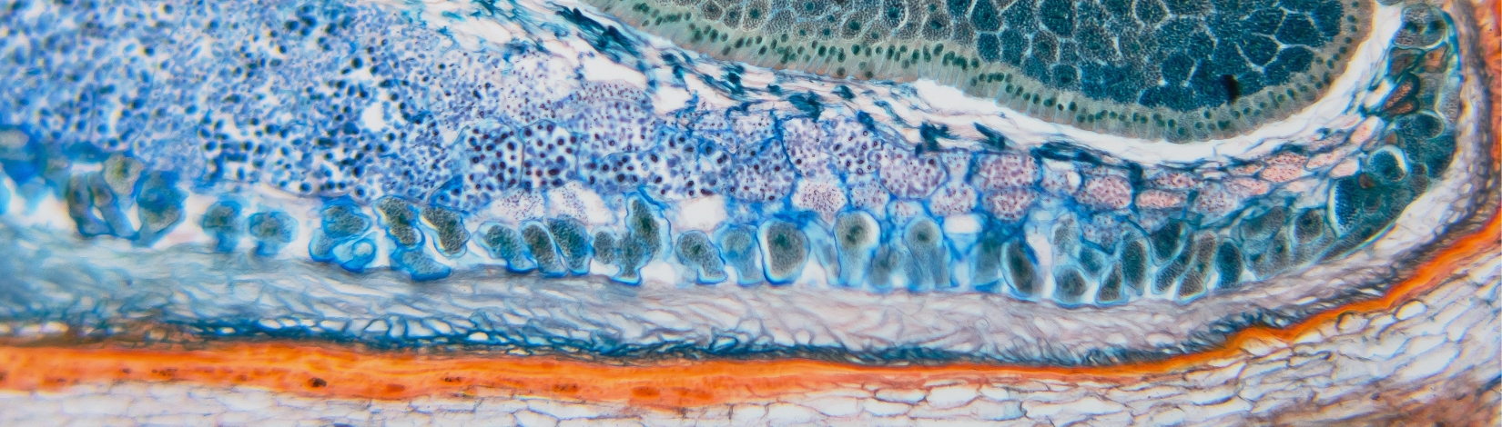 Microscopic cell image of weevil rye; cell microscopy