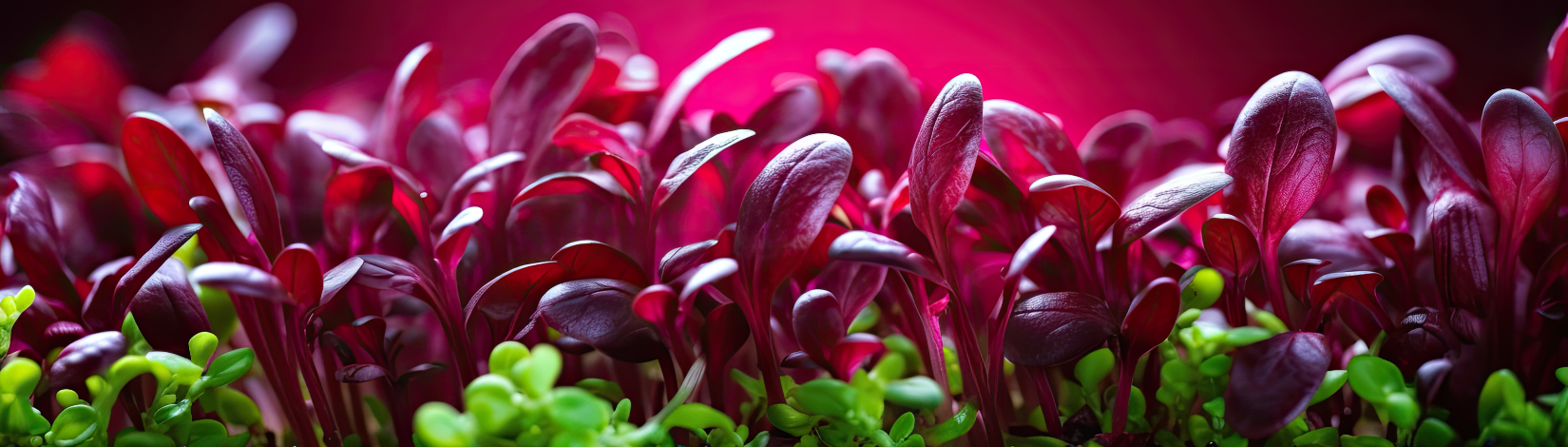 Red Amaranth microgreens