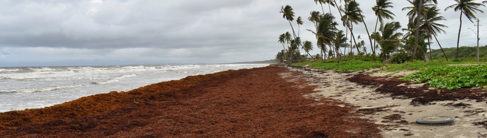 Sargassum seaweed along the seashore 2026