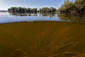 Low angle close-up of reed plants growing in shallow muddy water.