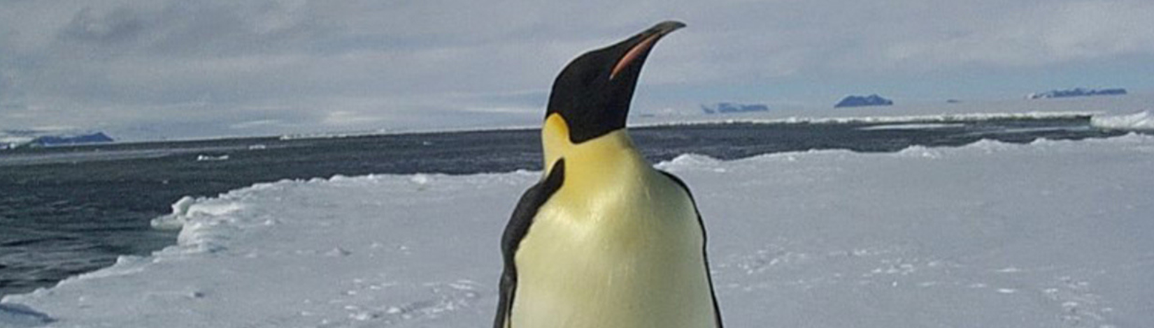 penguin