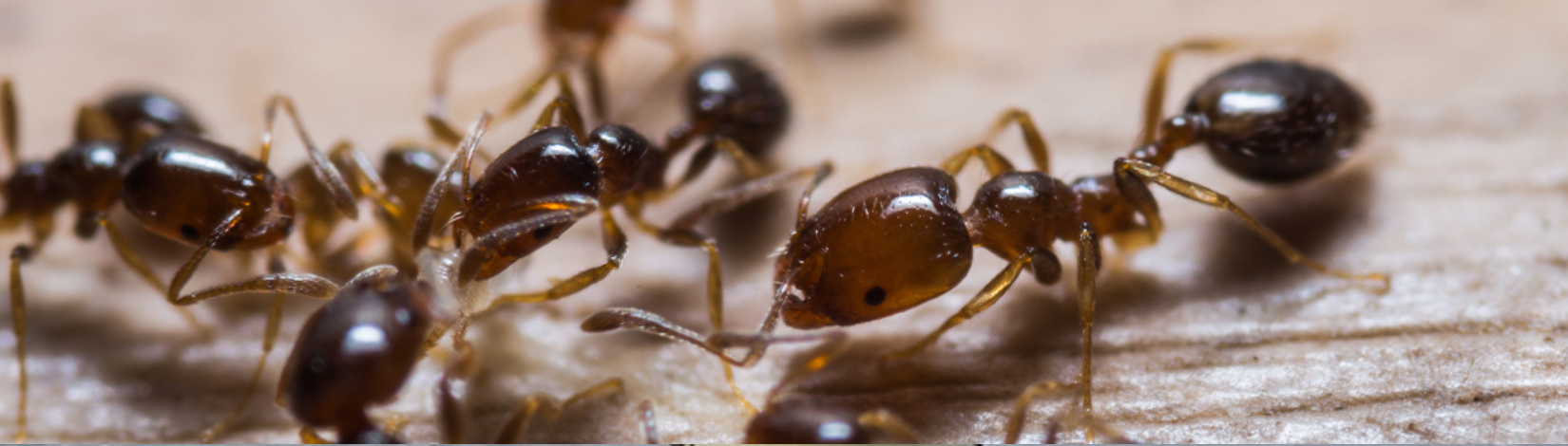fire ants