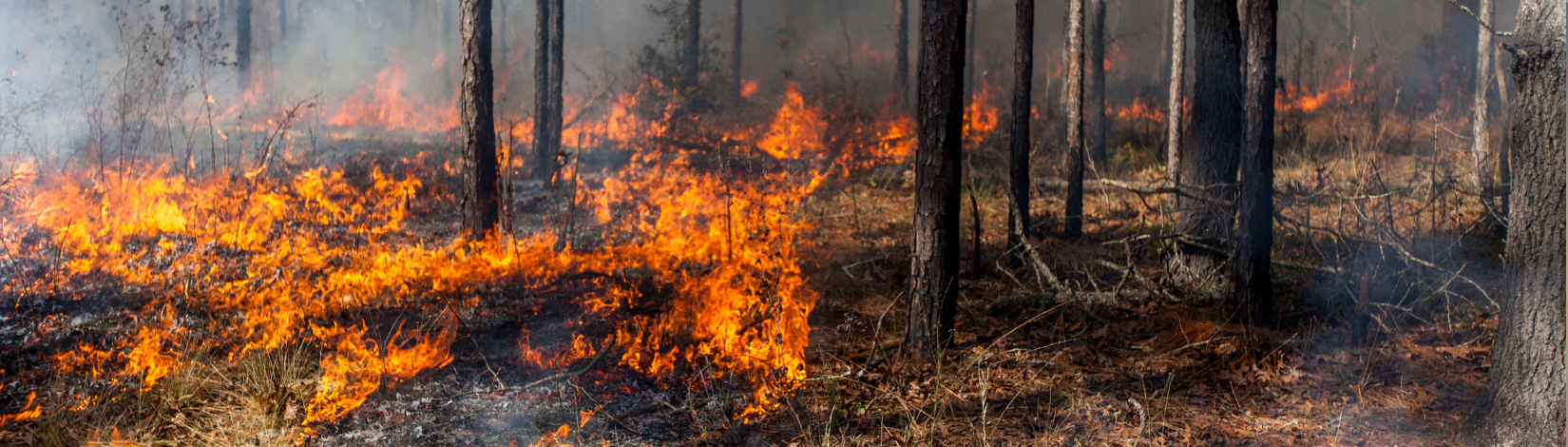 Prescribed fire at the Ordway-Swisher Biological Station