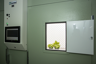 Plants inside of one of the reach-in growth chambers. 