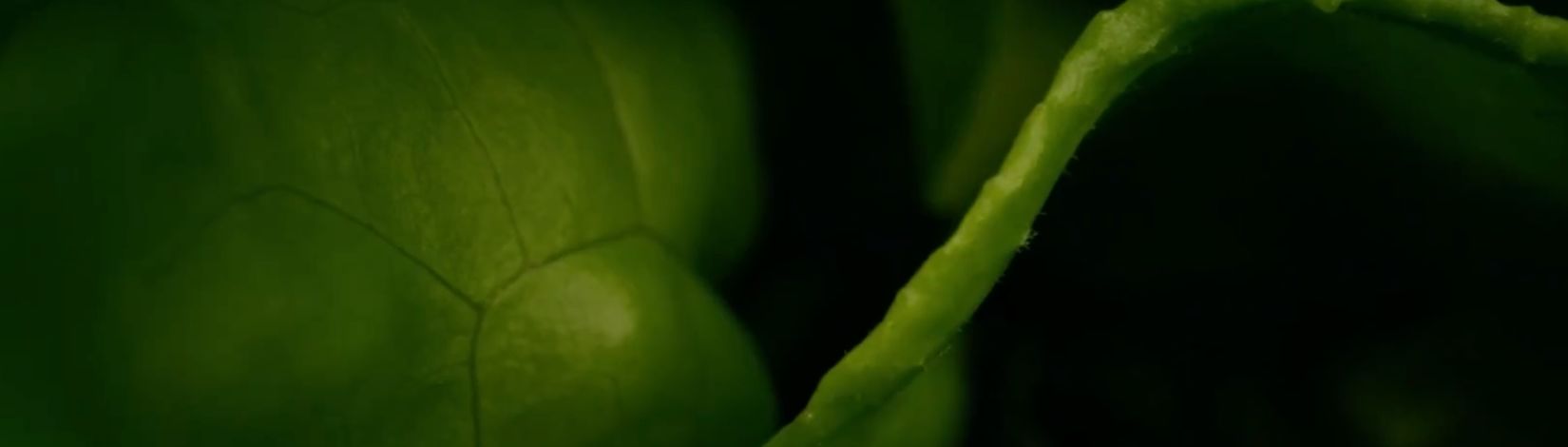 Close-up view of a fresh lettuce leaf representing how foodborne parasites like Cyclospora cayetanensis can be linked to contaminated produce.