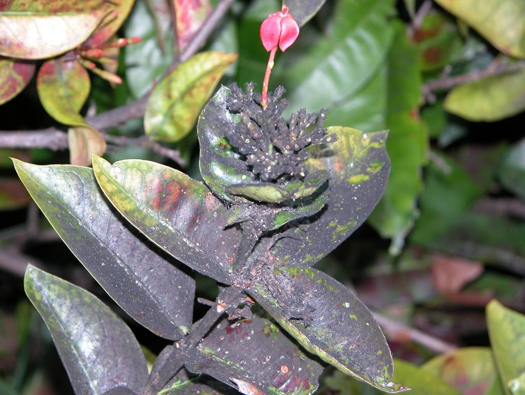 Image of Aphids on purple flower bush