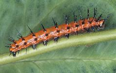 Oleander Caterpillar Uf Ifas Extension Monroe County