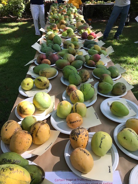 MANGO - Tropical fruit Florida