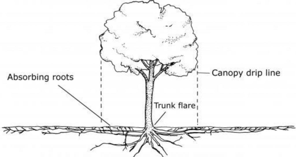 Herbicide Damage to Woody Plants - UF/IFAS Extension Monroe County