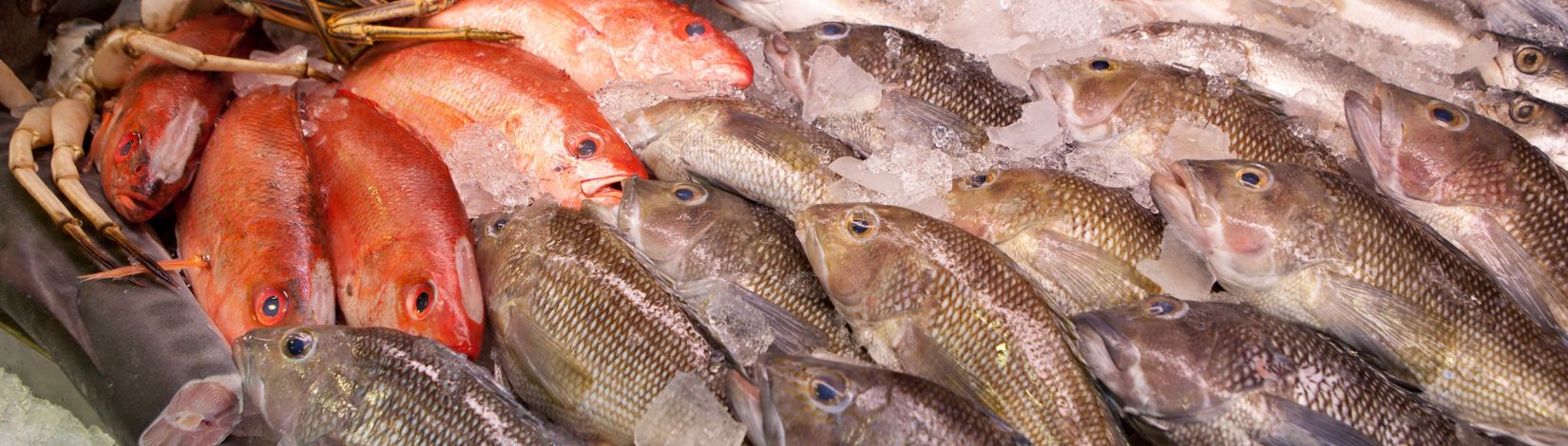 015997.jpg Sea Grant seafood app photography at Wild Ocean Market on Friday, August 24th, 2012. Fish.