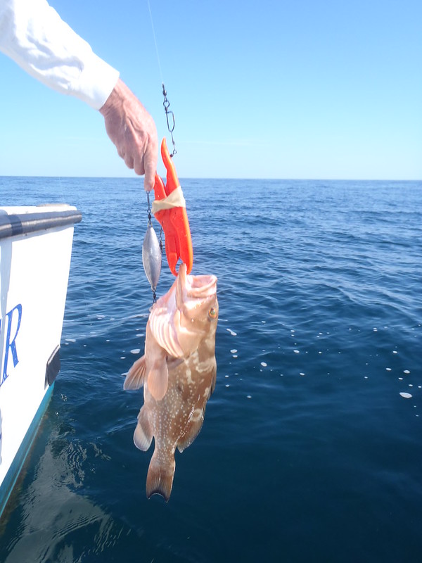 New Federal South Atlantic Fishing Regulations: Descending Device Required  On-Board - UF/IFAS Extension Monroe County