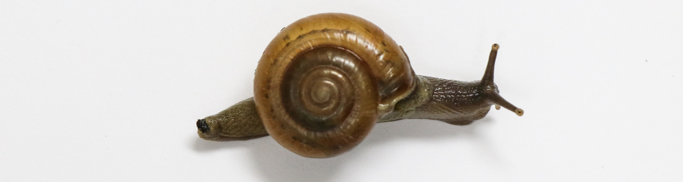 Horntail snail
